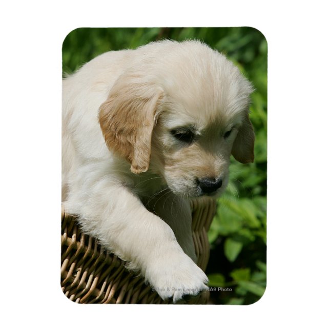 Golden Retriever Puppy in Basket Magnet (Vertikal)