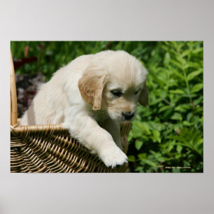 Golden Retriever Puppy in Basket Poster