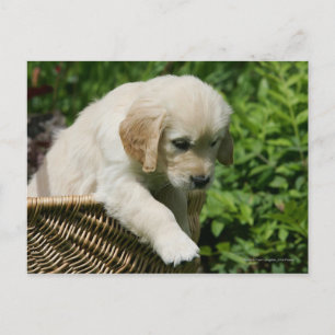 Golden Retriever Puppy in Basket Postkarte
