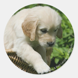 Golden Retriever Puppy in Basket Runder Aufkleber