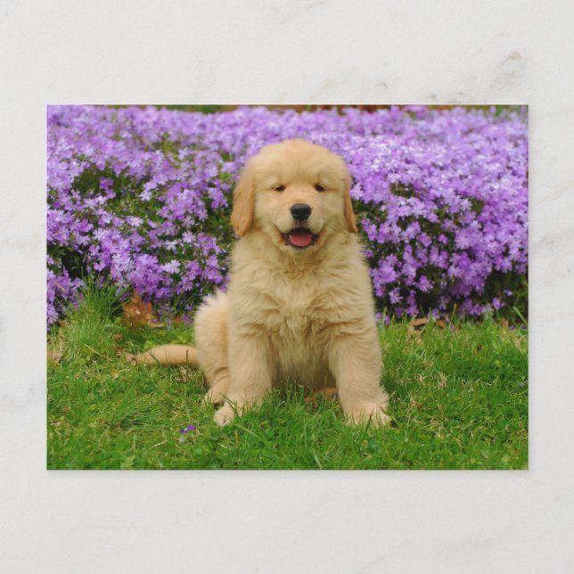 Golden Retriever Puppy in bed of Lavender Phlox Postkarte (Vorderseite)