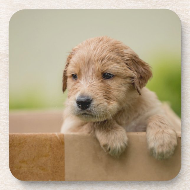 Golden Retriever Puppy in Box Getränkeuntersetzer (Vorderseite)