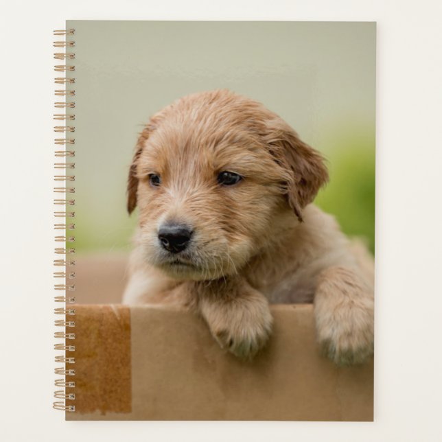 Golden Retriever Puppy in Box Planer (Vorderseite)