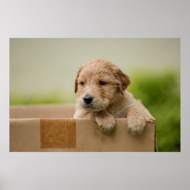 Golden Retriever Puppy in Box Poster (Vorne)