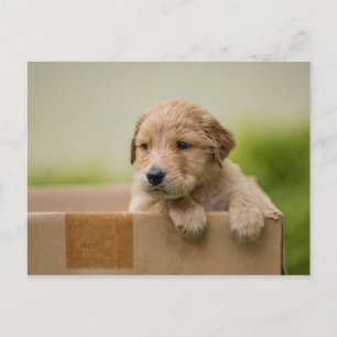 Golden Retriever Puppy in Box Postkarte