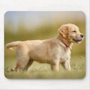 Golden Retriever Puppy Mousepad