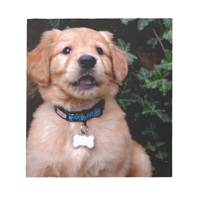Golden Retriever Puppy Notizblock (Vorderseite)