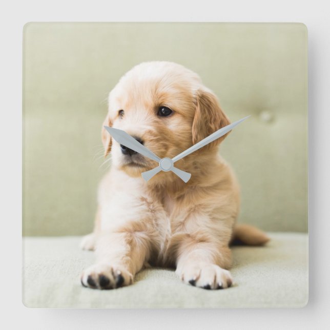 Golden Retriever Puppy on Couch Quadratische Wanduhr (Vorderseite)