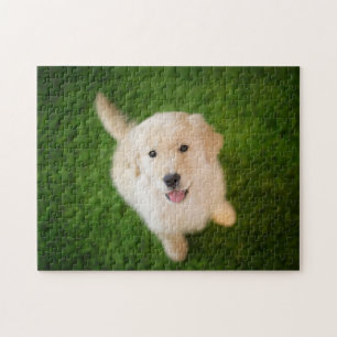 Golden Retriever Puppy on Grass Puzzle