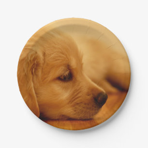 Golden Retriever Puppy Pappteller