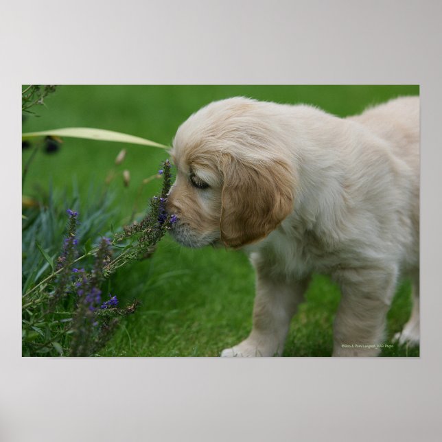Golden Retriever Puppy Poster (Vorne)