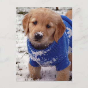 Golden Retriever Puppy Postkarte