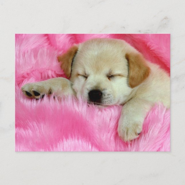 Golden Retriever Puppy Postkarte (Vorderseite)