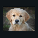 Golden Retriever Puppy Postkarte<br><div class="desc">Golden Retriever Puppy</div>