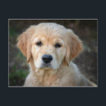 Golden Retriever Puppy Postkarte<br><div class="desc">Golden Retriever Puppy</div>