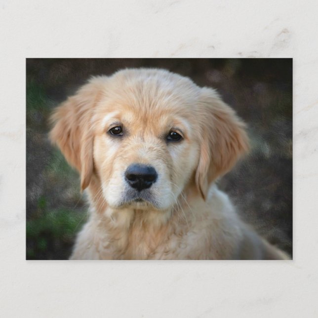 Golden Retriever Puppy Postkarte (Vorderseite)