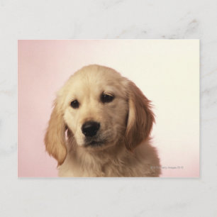 Golden Retriever Puppy Postkarte