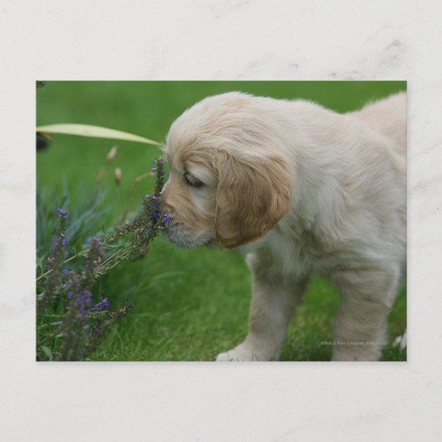 Golden Retriever Puppy Postkarte (Vorderseite)