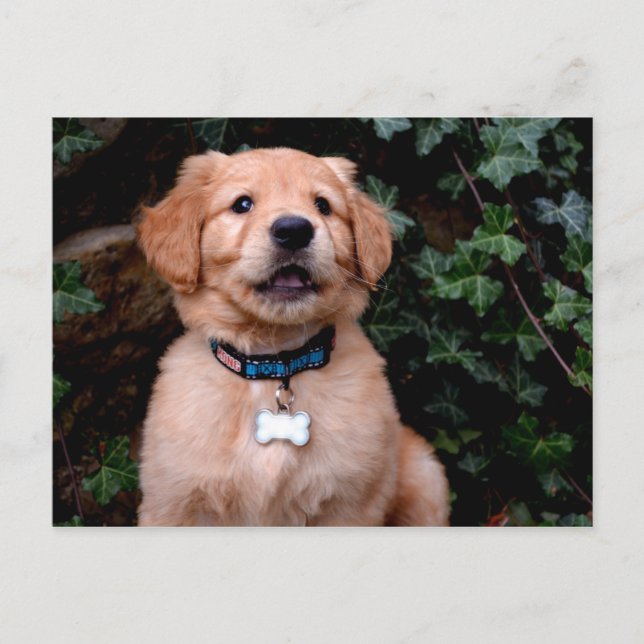 Golden Retriever Puppy Postkarte (Vorderseite)