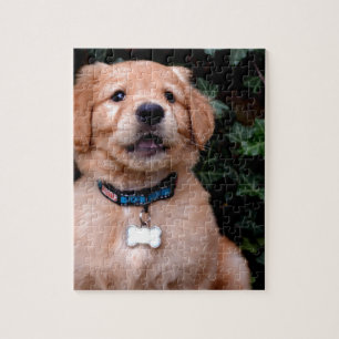 Golden Retriever Puppy Puzzle