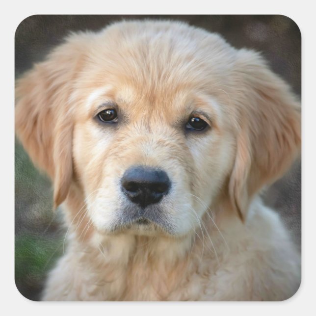 Golden Retriever Puppy Quadratischer Aufkleber (Vorderseite)