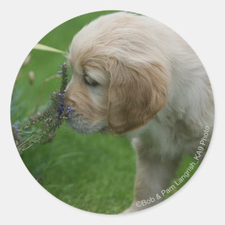 Golden Retriever Puppy Runder Aufkleber