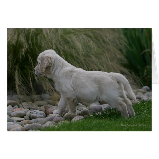 Golden Retriever Puppy Stehend (Vorderseite (Horizontal))
