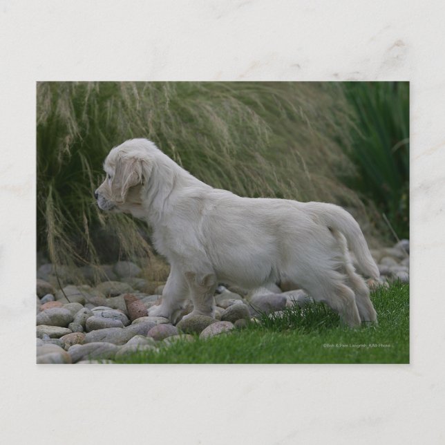 Golden Retriever Puppy Stehend Postkarte (Vorderseite)