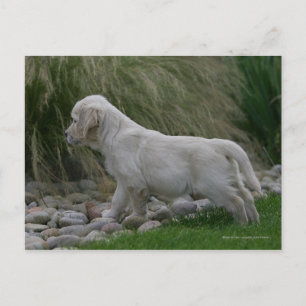 Golden Retriever Puppy Stehend Postkarte