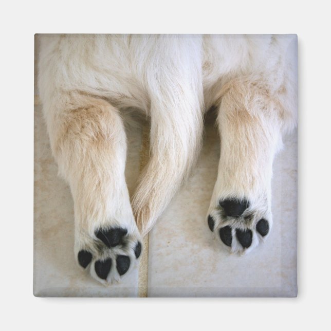 Golden Retriever Puppy Toes Magnet (Vorne)