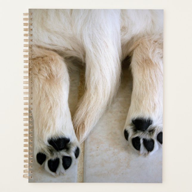 Golden Retriever Puppy Toes Planer (Vorderseite)