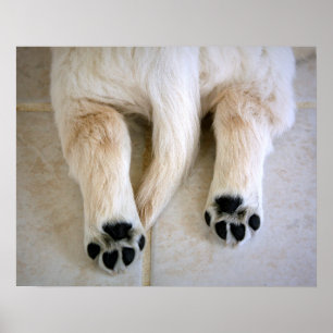 Golden Retriever Puppy Toes Poster
