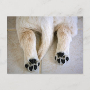 Golden Retriever Puppy Toes Postkarte