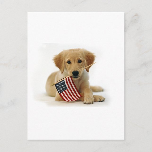 Golden Retriever Puppy und Flag Postkarte (Vorderseite)