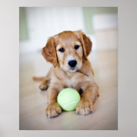 Golden Retriever Puppy Will zu spielen
