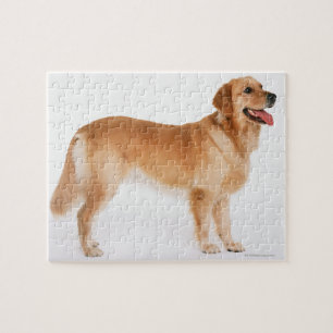 Golden Retriever Puzzle