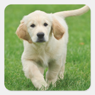 Golden Retriever Quadratischer Aufkleber