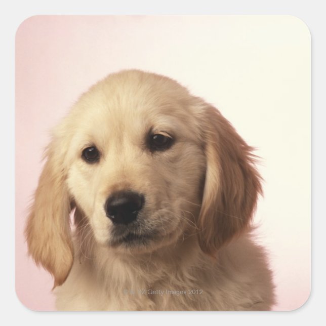 Golden Retriever Quadratischer Aufkleber (Vorderseite)