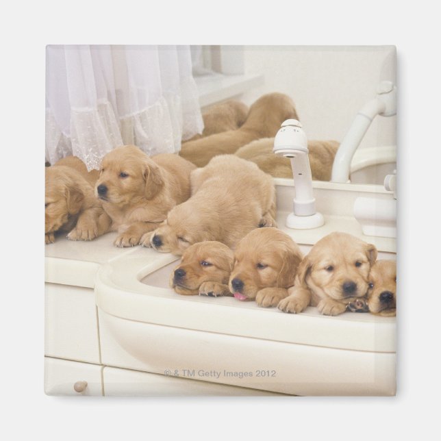 Golden Retriever, relativ modern und 2 Magnet (Vorne)