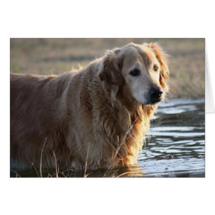 Golden Retriever (Rowdy) stehend in Wasser
