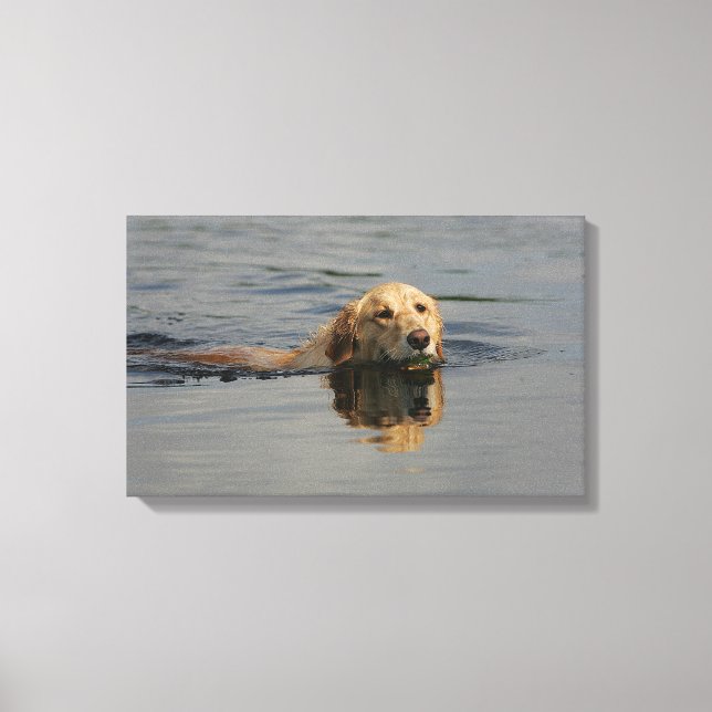 Golden Retriever Schwimmen Leinwanddruck (Vorderseite)
