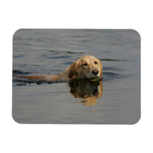 Golden Retriever Schwimmen Magnet