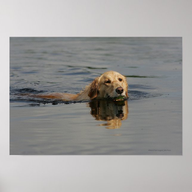 Golden Retriever Schwimmen Poster (Vorne)