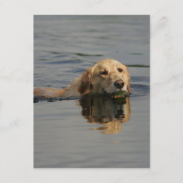 Golden Retriever Schwimmen Postkarte (Vorderseite)