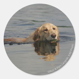 Golden Retriever Schwimmen Runder Aufkleber