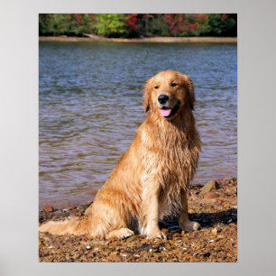 Golden Retriever Sitting Poster