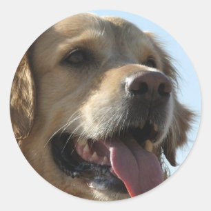 Golden Retriever Sticker