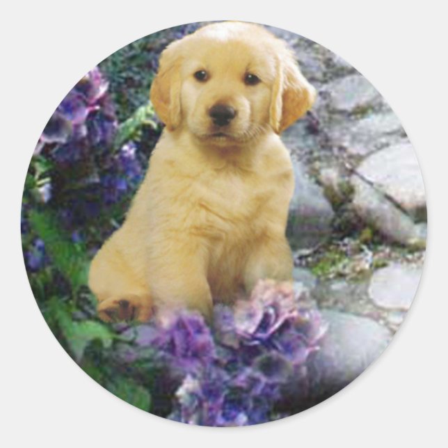 Golden Retriever Sticker Hydrangia (Vorderseite)