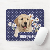 Golden Retriever und Daisies