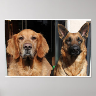 Golden Retriever und German Shepherd Poster